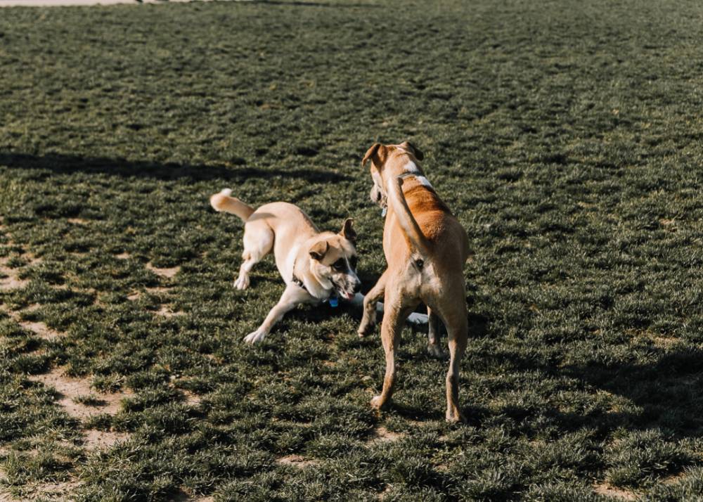 two dogs play together